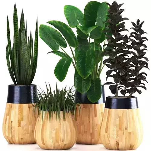 indoor plant set018