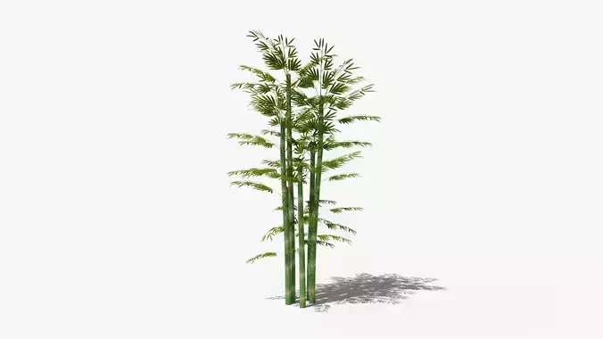 Bamboo plant bush