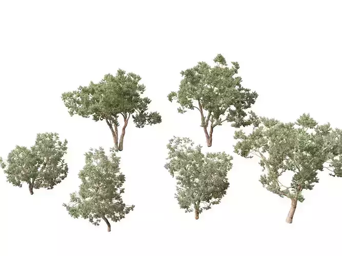 Eucalyptus polyanthemos - Silver-dollar gum 3D model