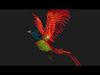PheasantBird B6 3D model_1