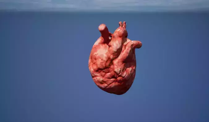 Heart Organ