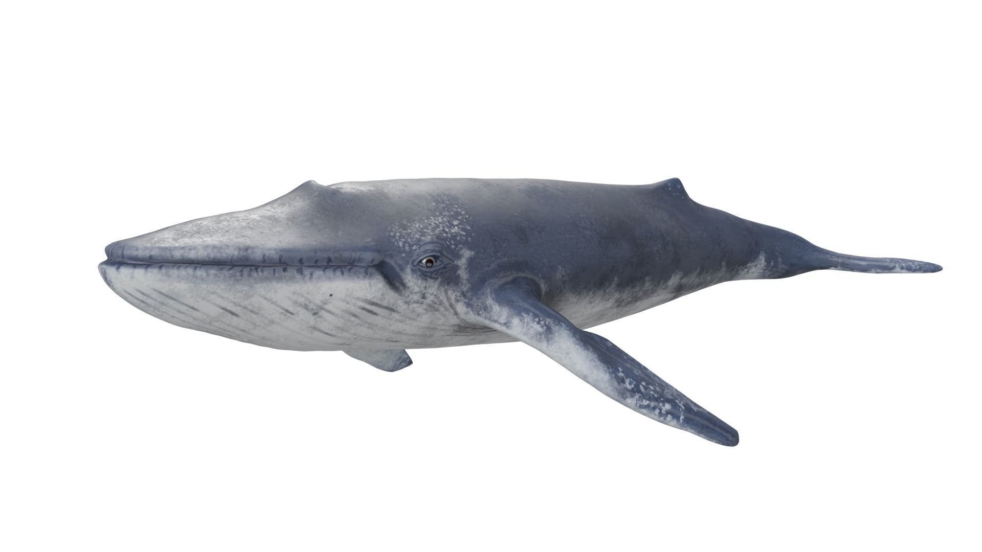 Blue Whale 3D model_1