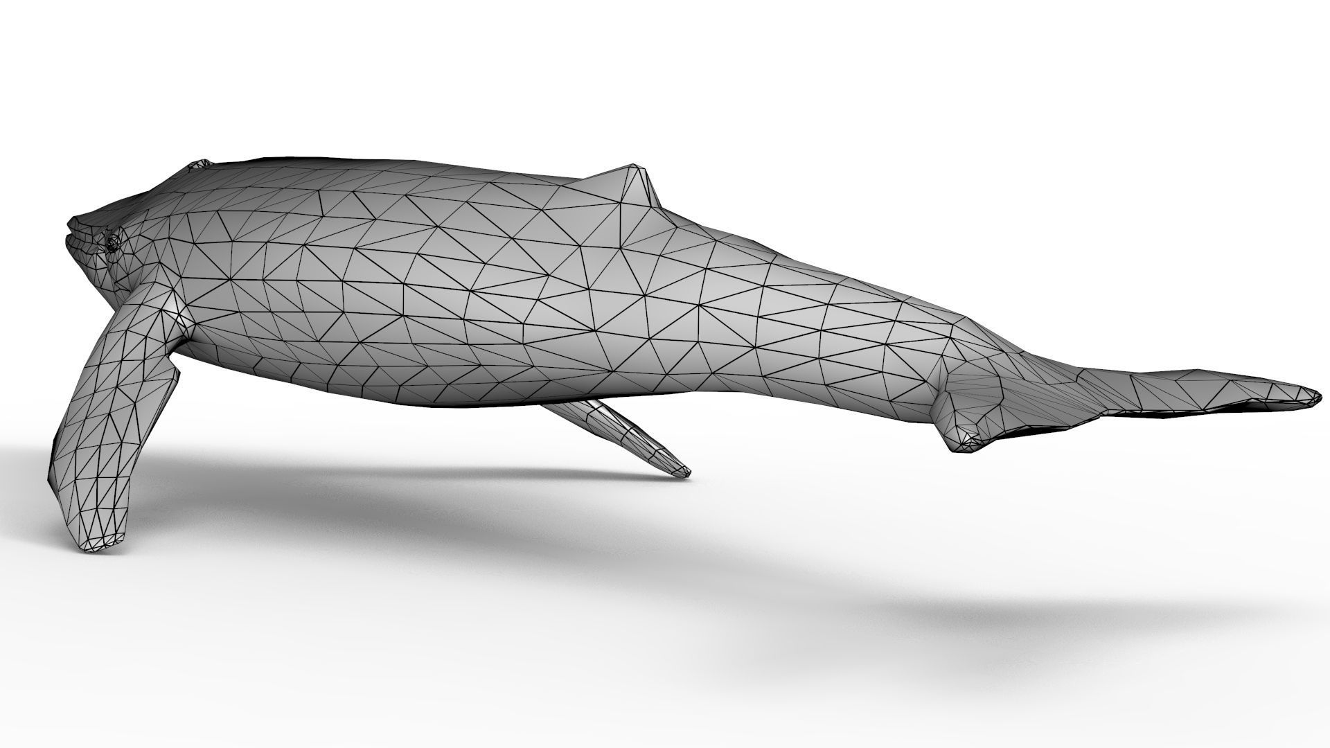 Blue Whale 3D model_13
