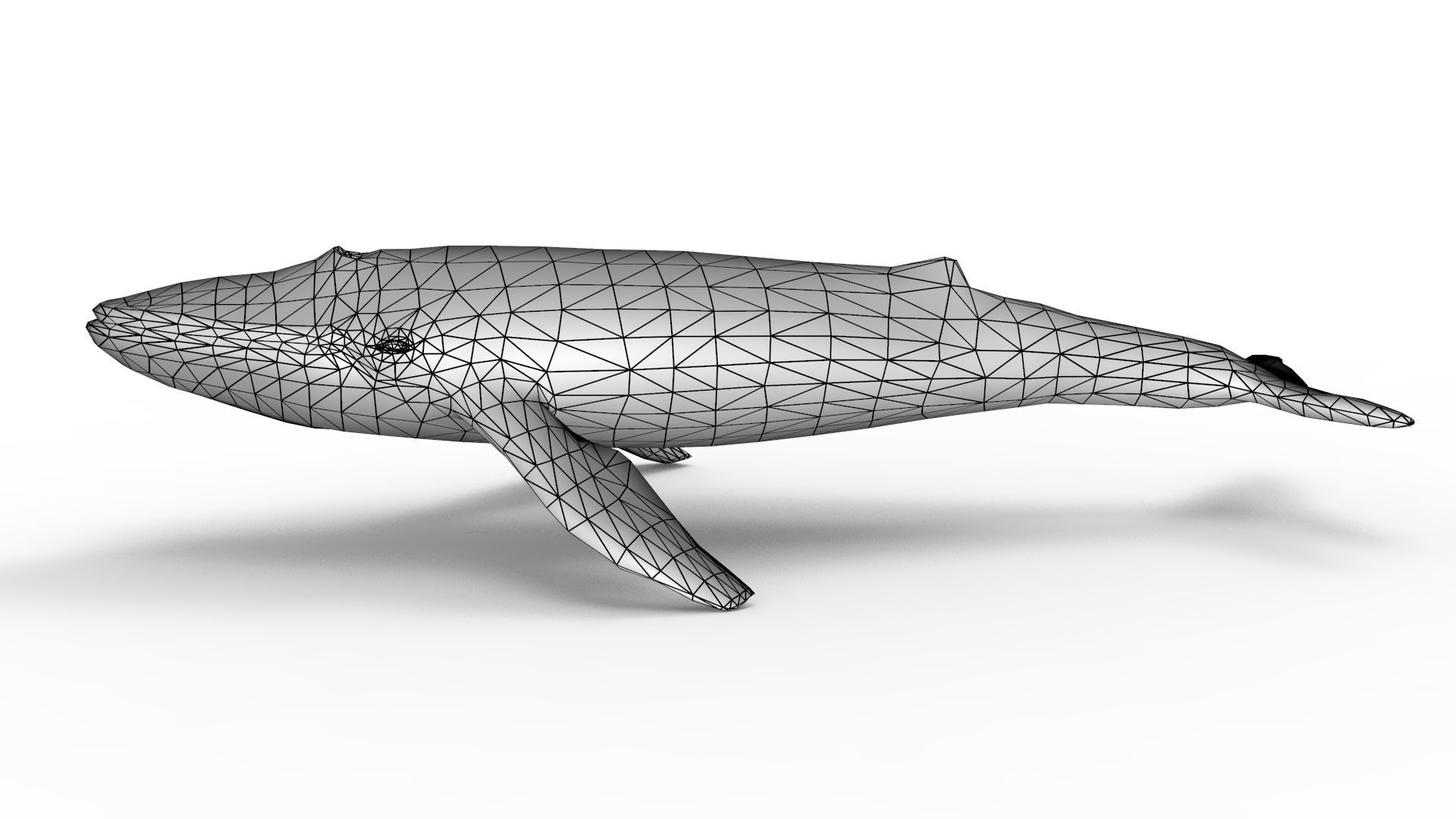 Blue Whale 3D model_8