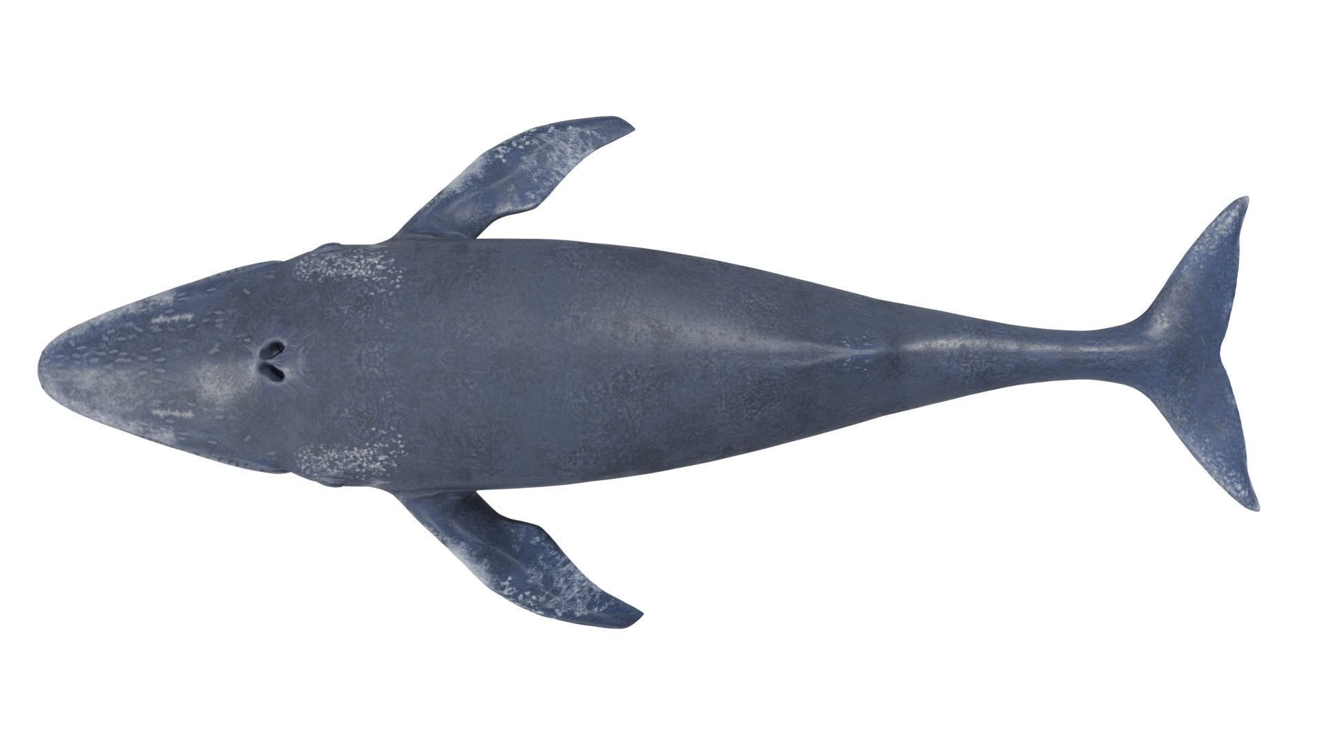 Blue Whale 3D model_6