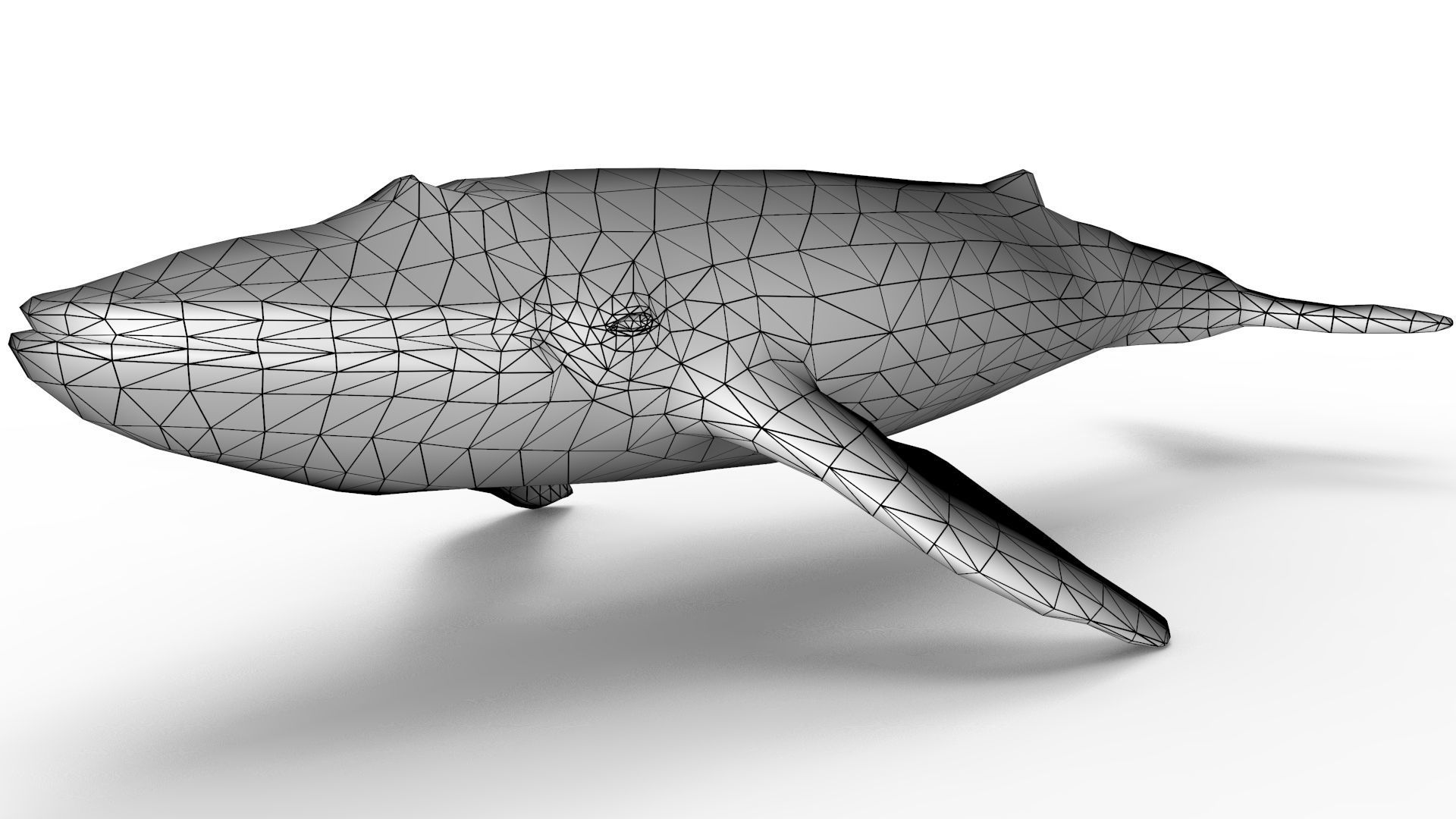Blue Whale 3D model_9
