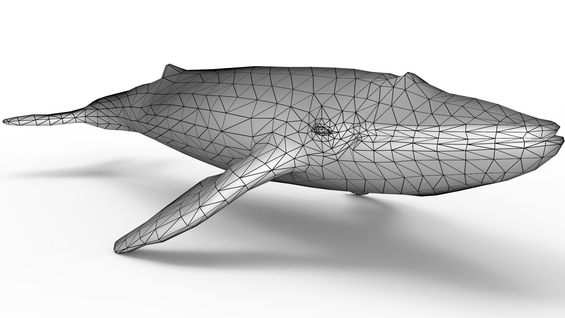 Blue Whale 3D model_10