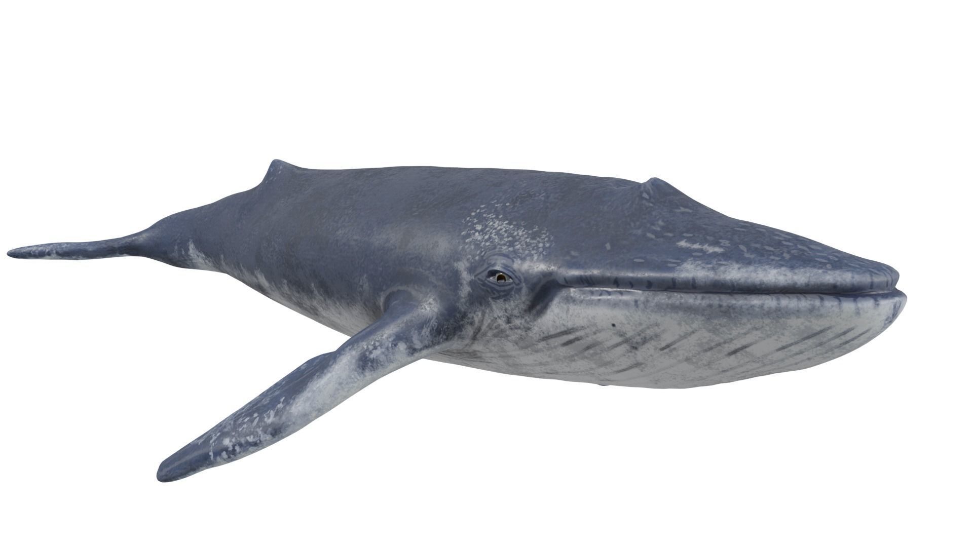 Blue Whale 3D model_2