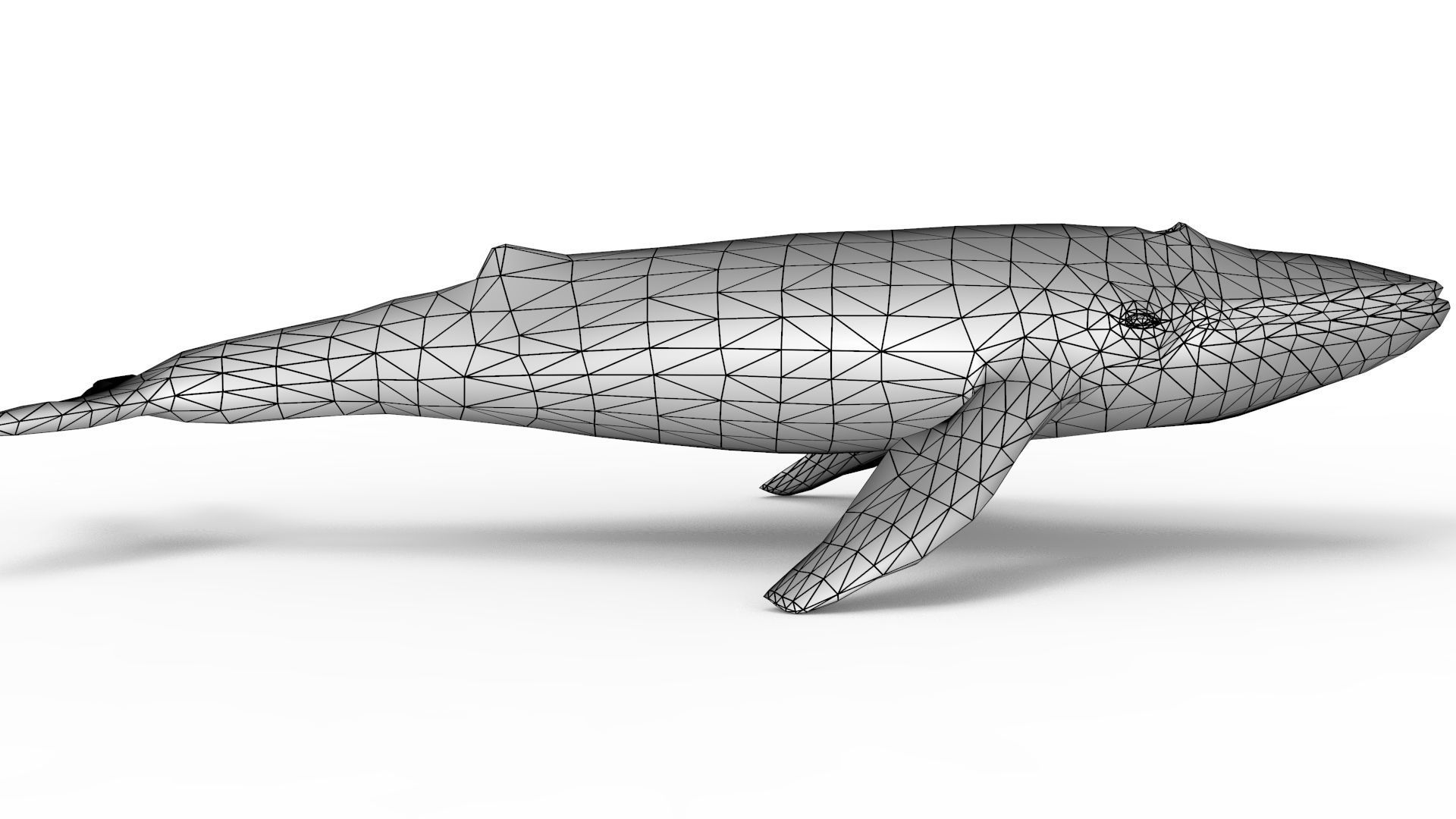 Blue Whale 3D model_11