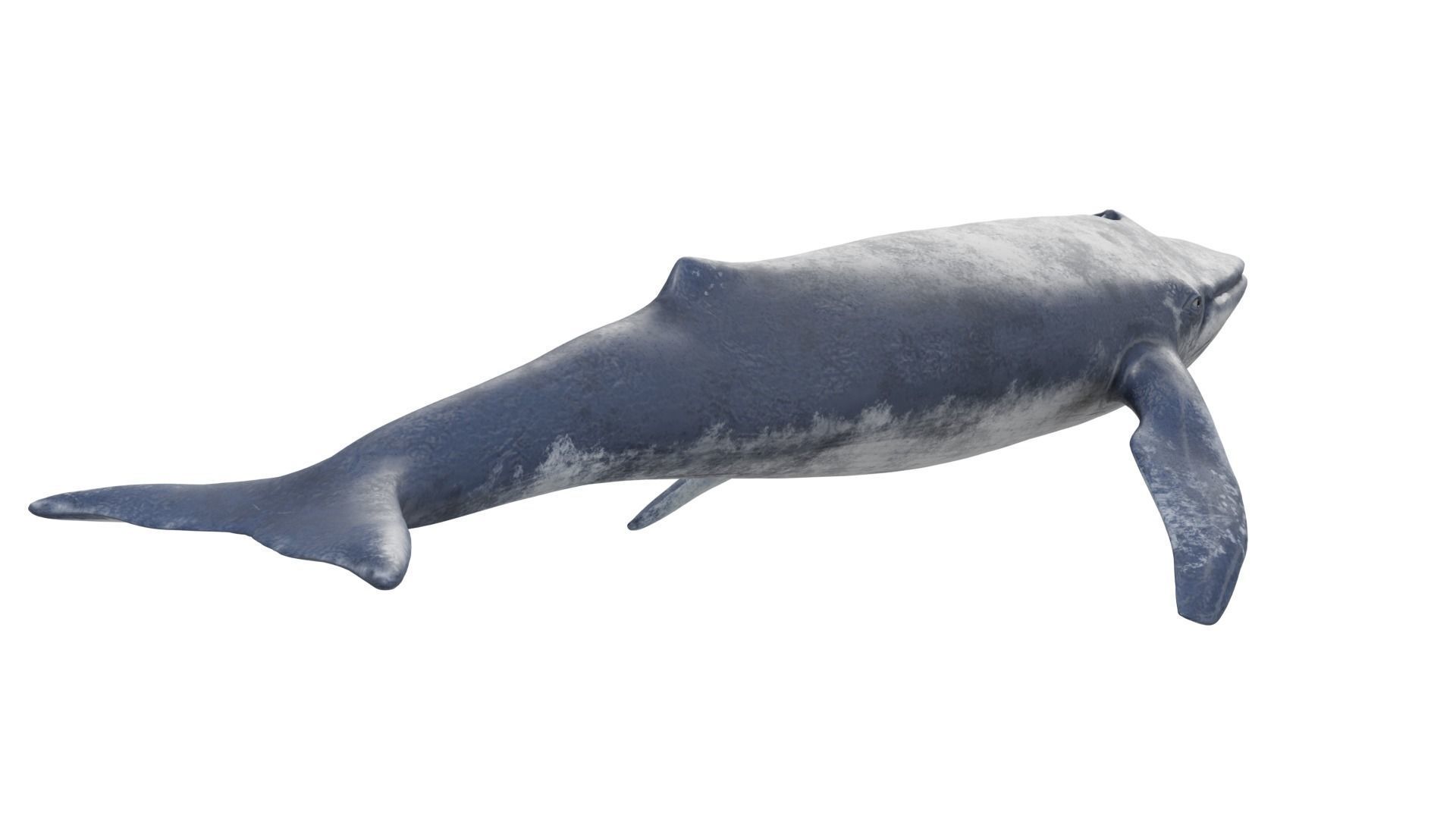 Blue Whale 3D model_4