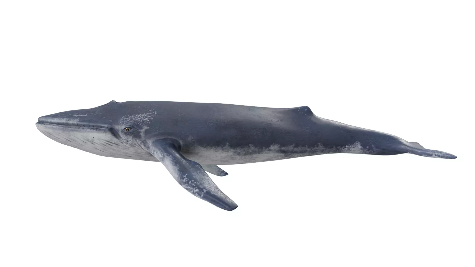 Blue Whale 3D model_0