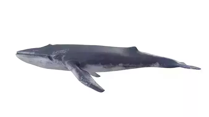 Blue Whale 3D model