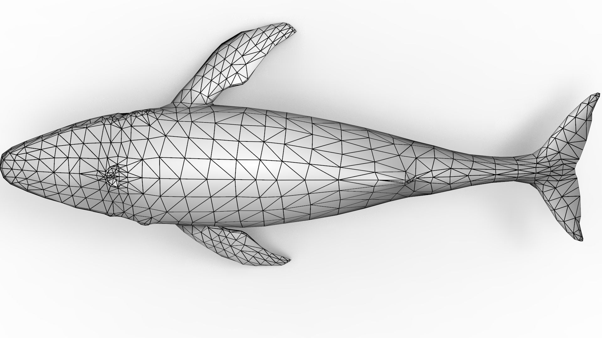 Blue Whale 3D model_14