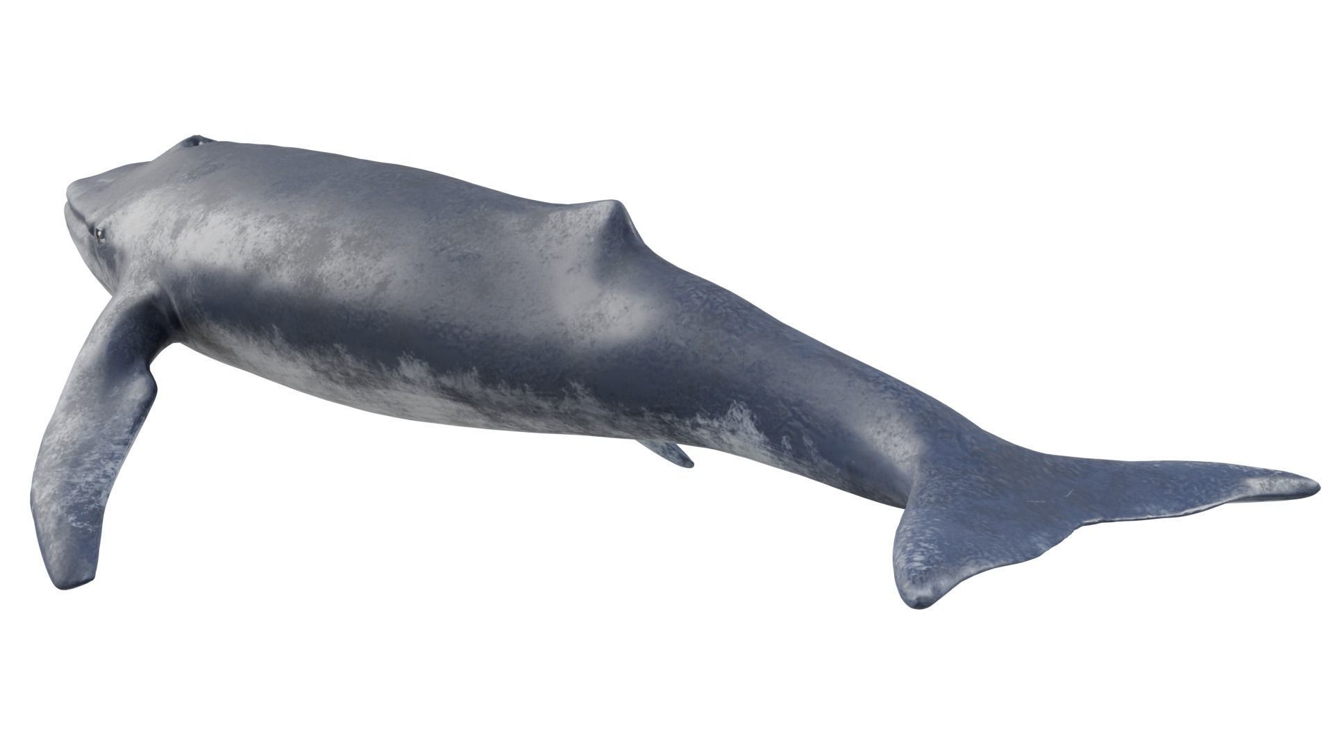 Blue Whale 3D model_5