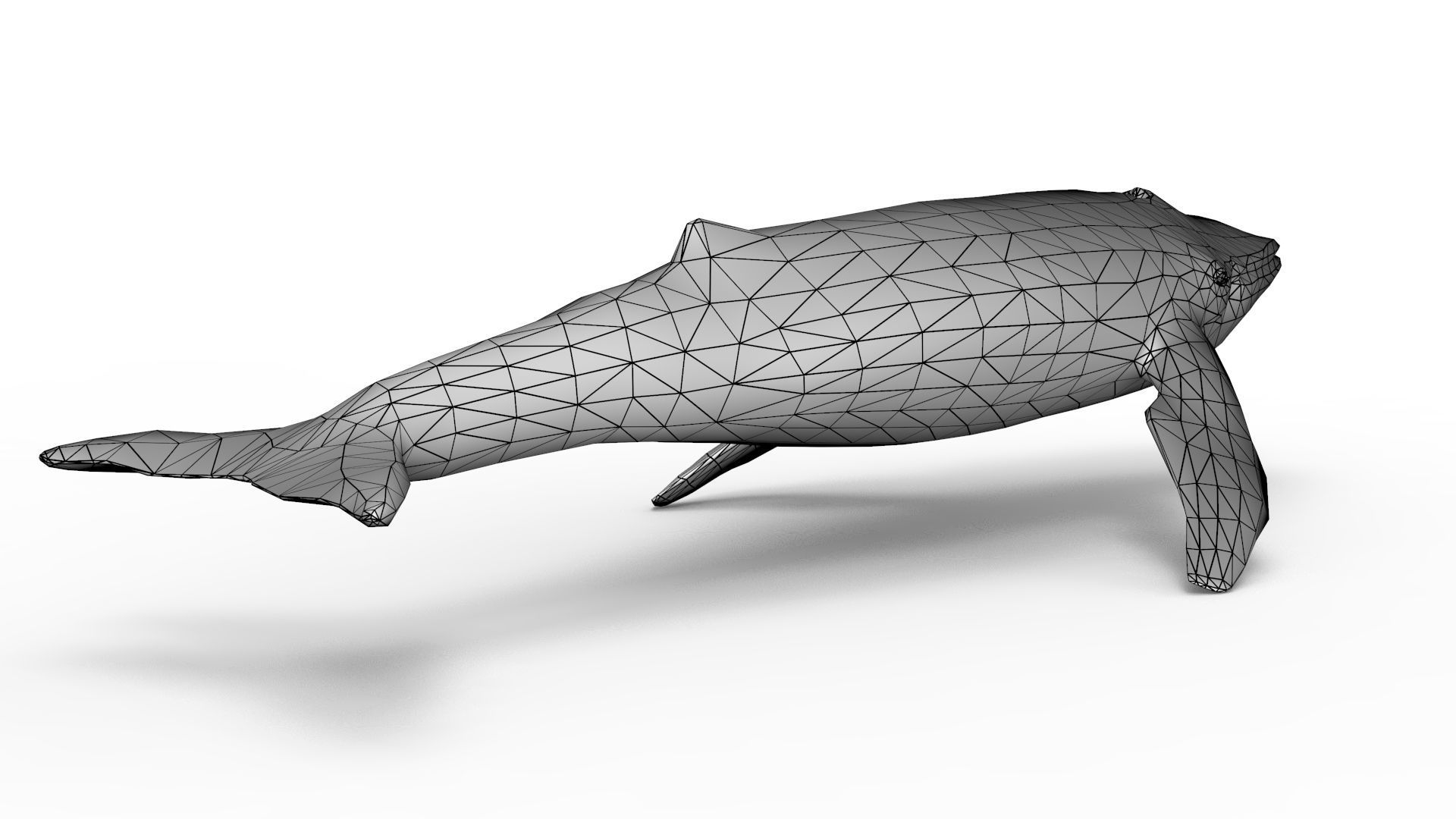 Blue Whale 3D model_12