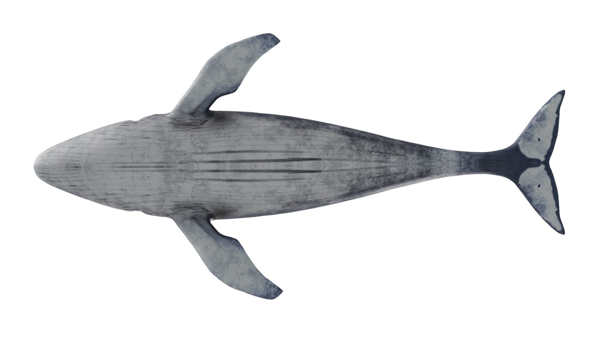 Blue Whale 3D model_7