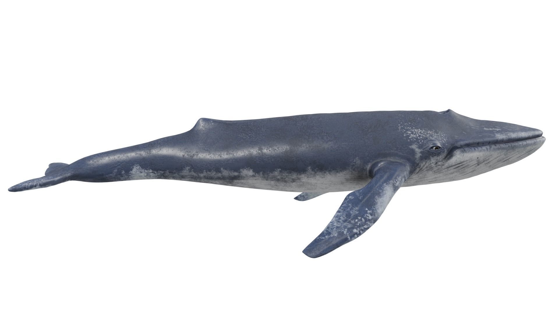 Blue Whale 3D model_3