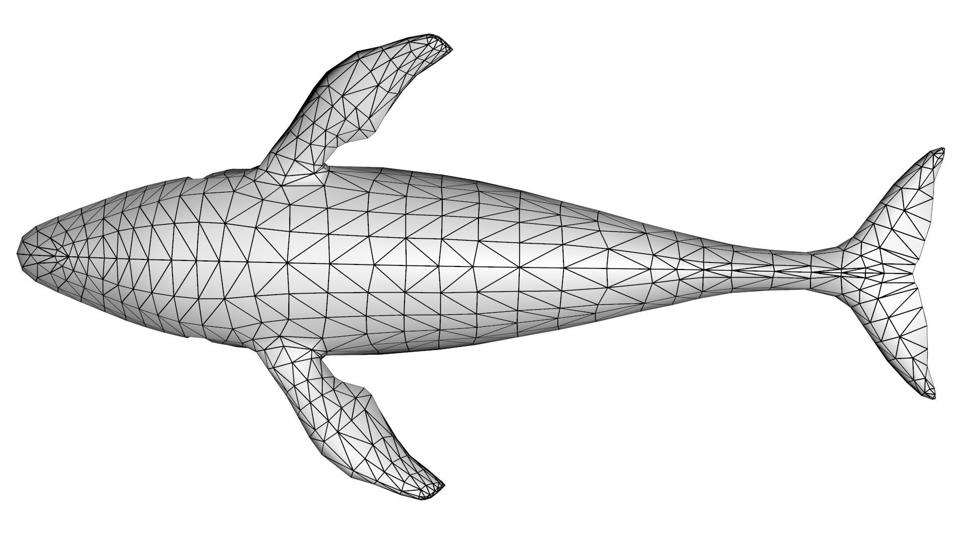 Blue Whale 3D model_15