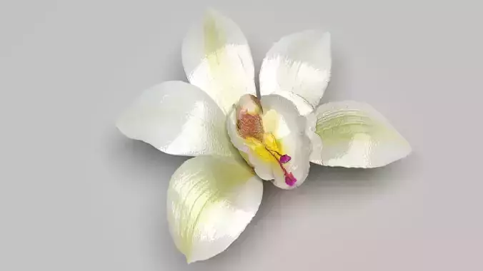 Vanilla Flower 3D model