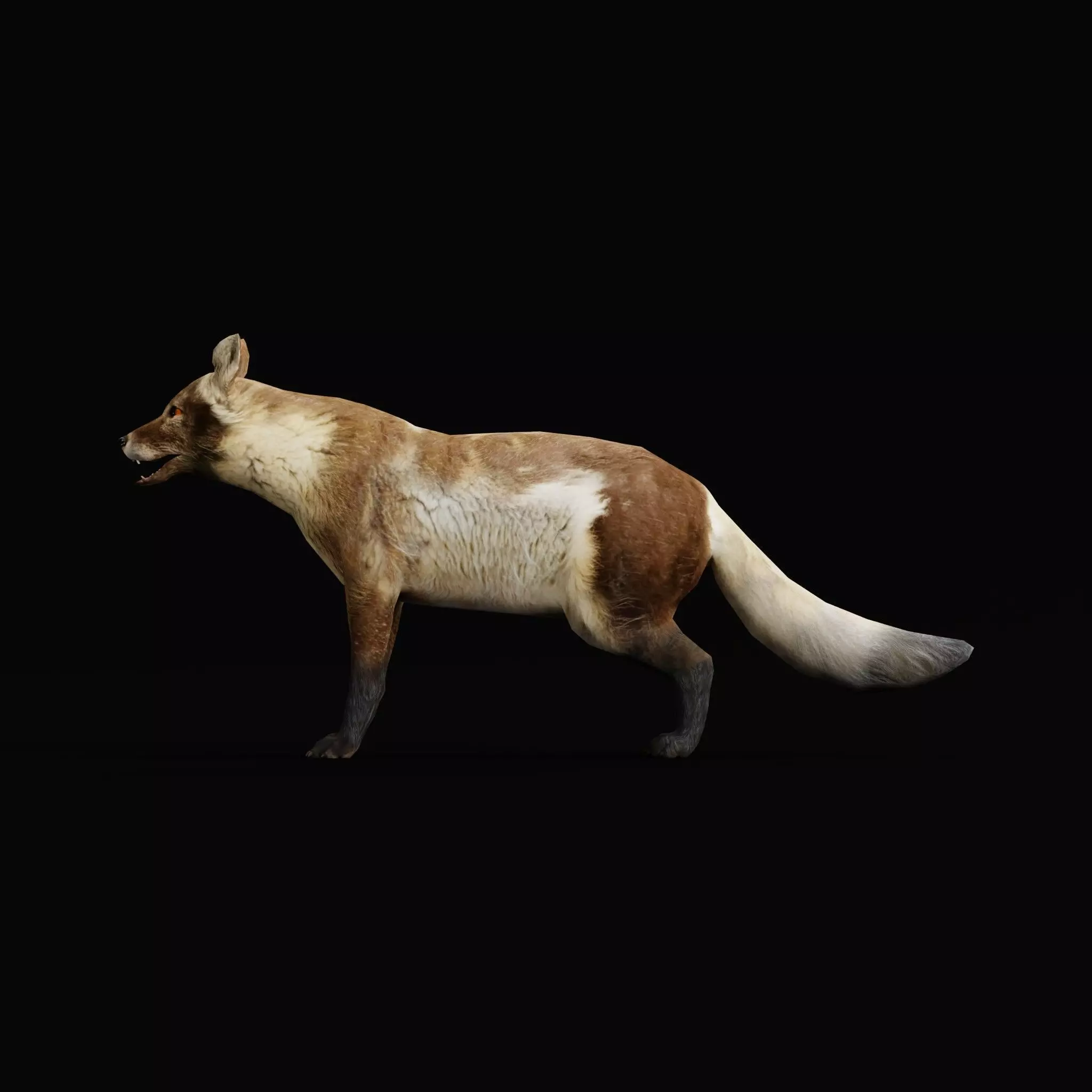 Arctic Polar Fox Summer Low-poly 3D model