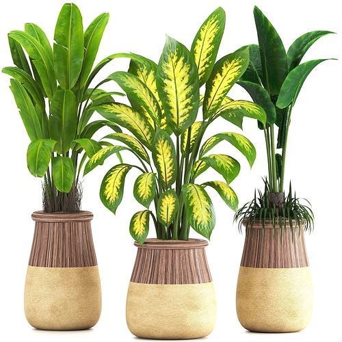 indoor plant set019 3D model