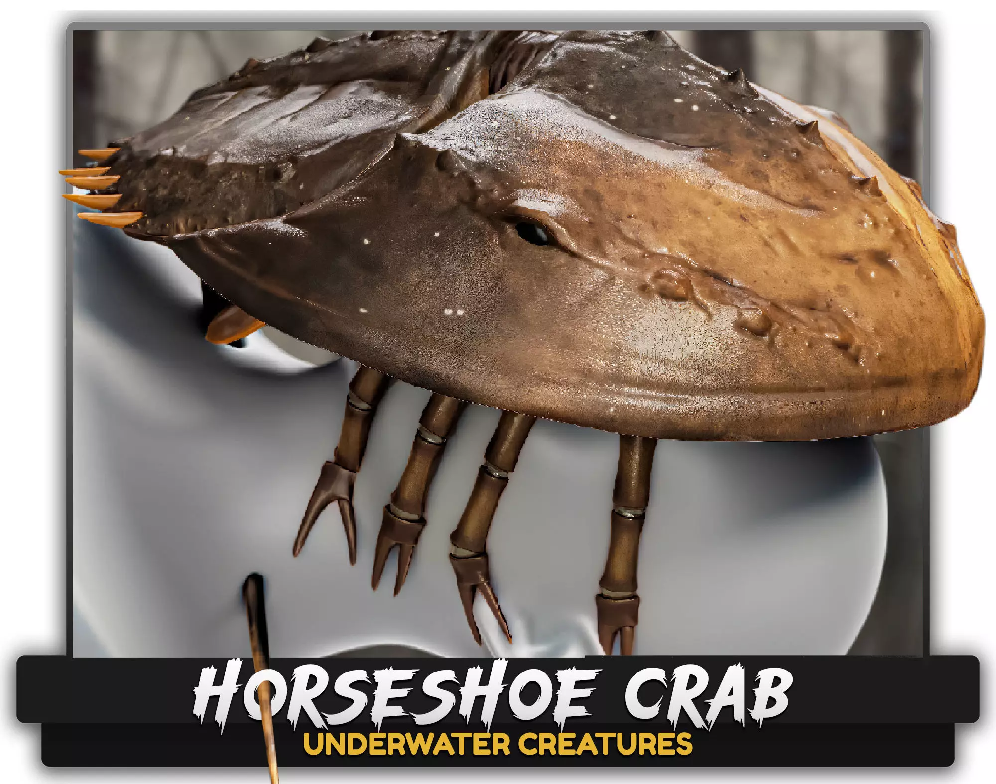 Horseshoe Crab - Trilobite - Monster Underwater Creature - 24 Low-poly 3D model_0