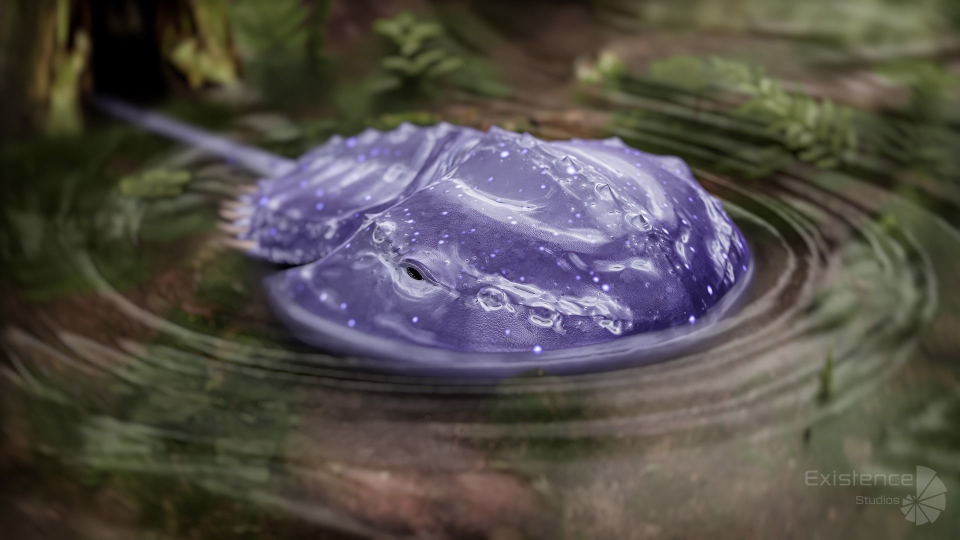 Horseshoe Crab - Trilobite - Monster Underwater Creature - 24 Low-poly 3D model_9