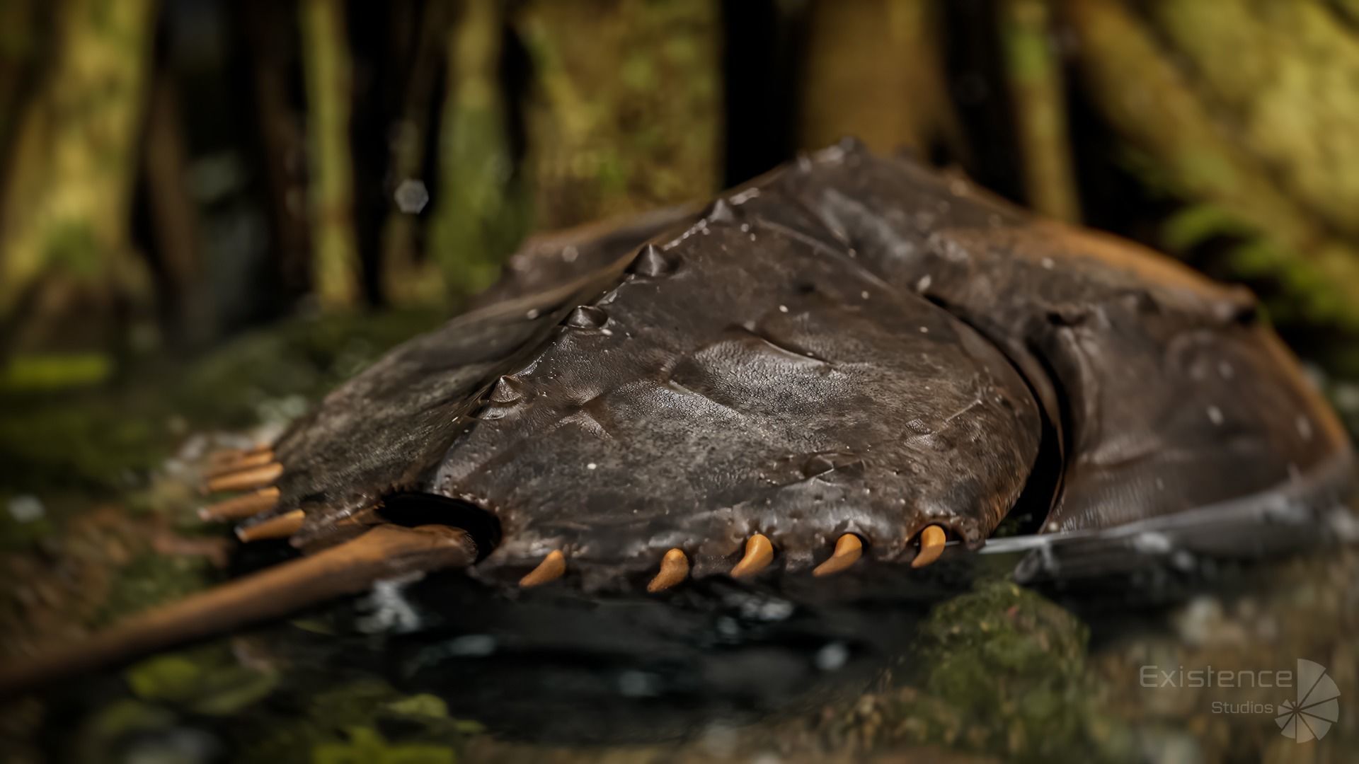 Horseshoe Crab - Trilobite - Monster Underwater Creature - 24 Low-poly 3D model_4