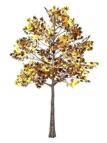 Maple tree Free low-poly 3D model