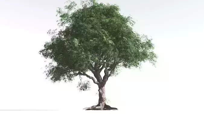 EVERYPlant Spur Mahogany 4 --16 Models-- 3D model