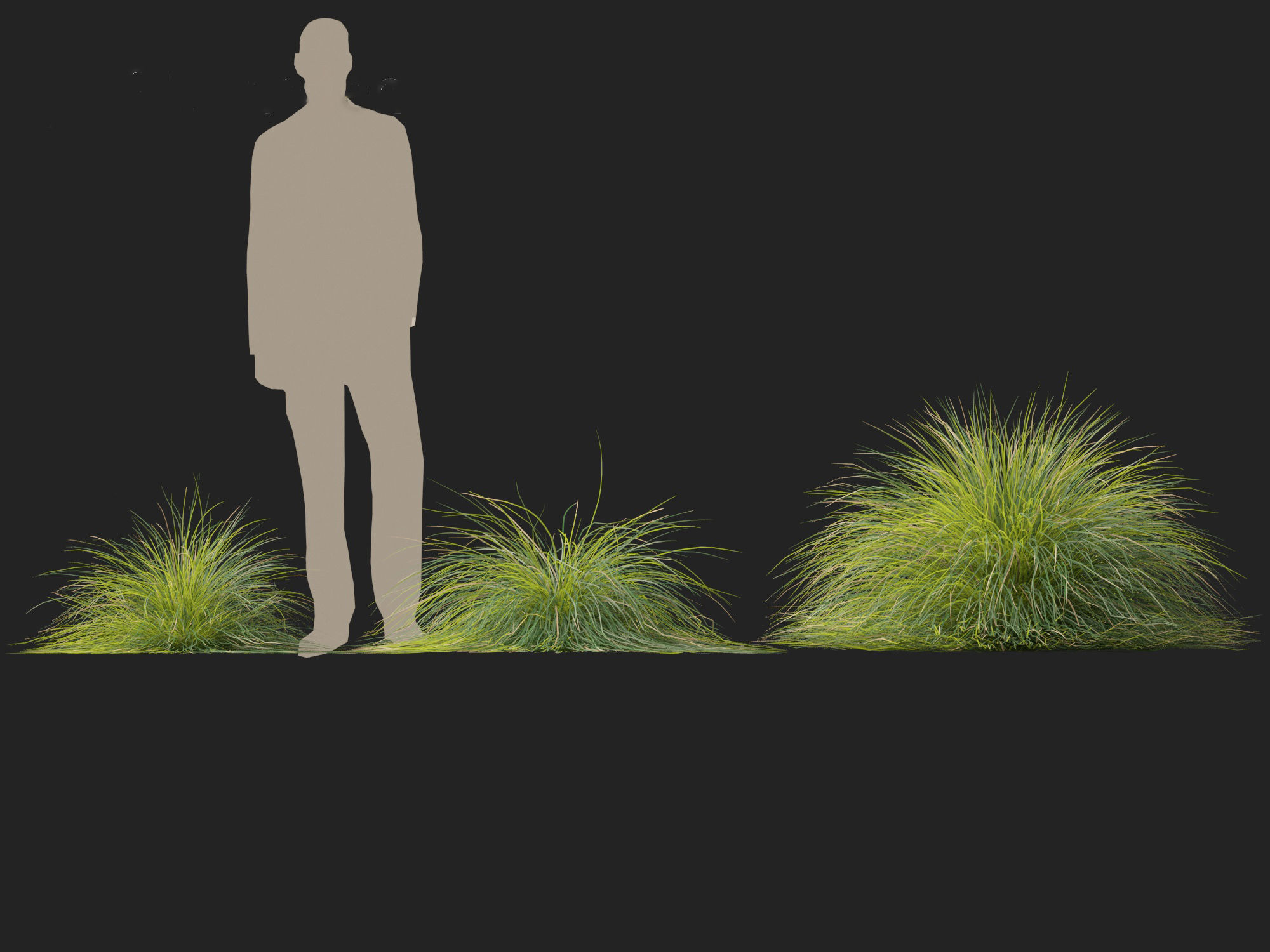 Lomandra confertifolia Seascape - Mat Rush 3D model_6