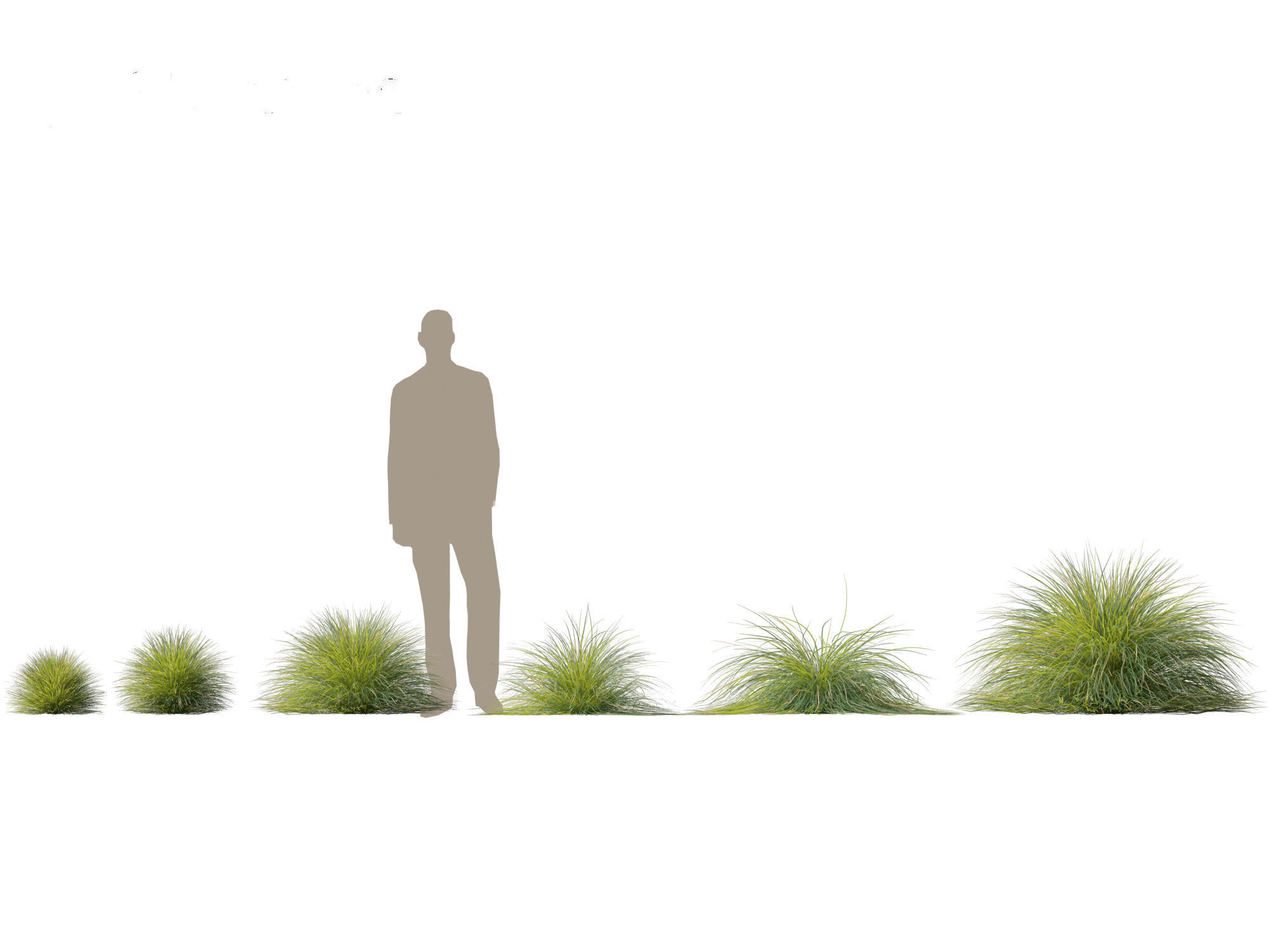 Lomandra confertifolia Seascape - Mat Rush 3D model_1