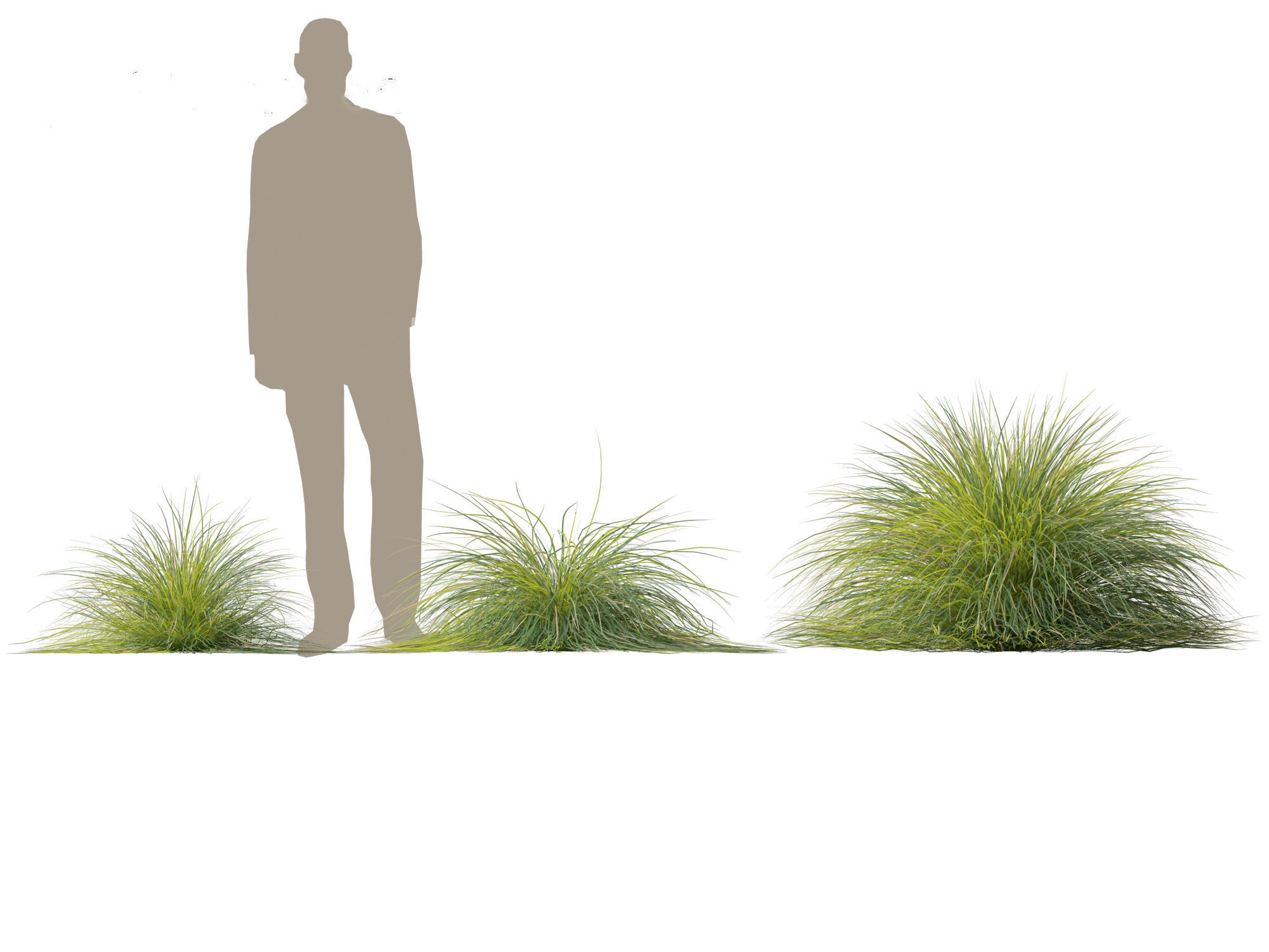 Lomandra confertifolia Seascape - Mat Rush 3D model_5