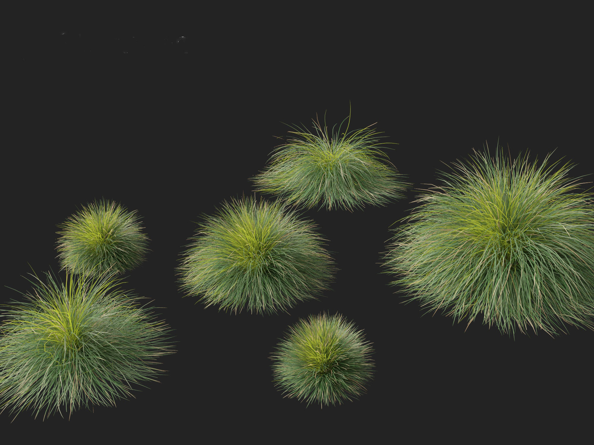 Lomandra confertifolia Seascape - Mat Rush 3D model_7