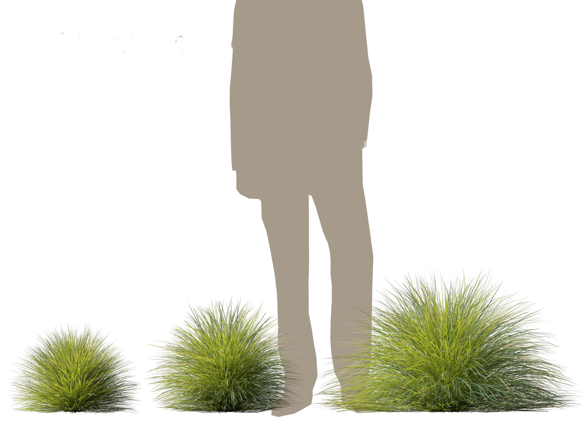 Lomandra confertifolia Seascape - Mat Rush 3D model_3