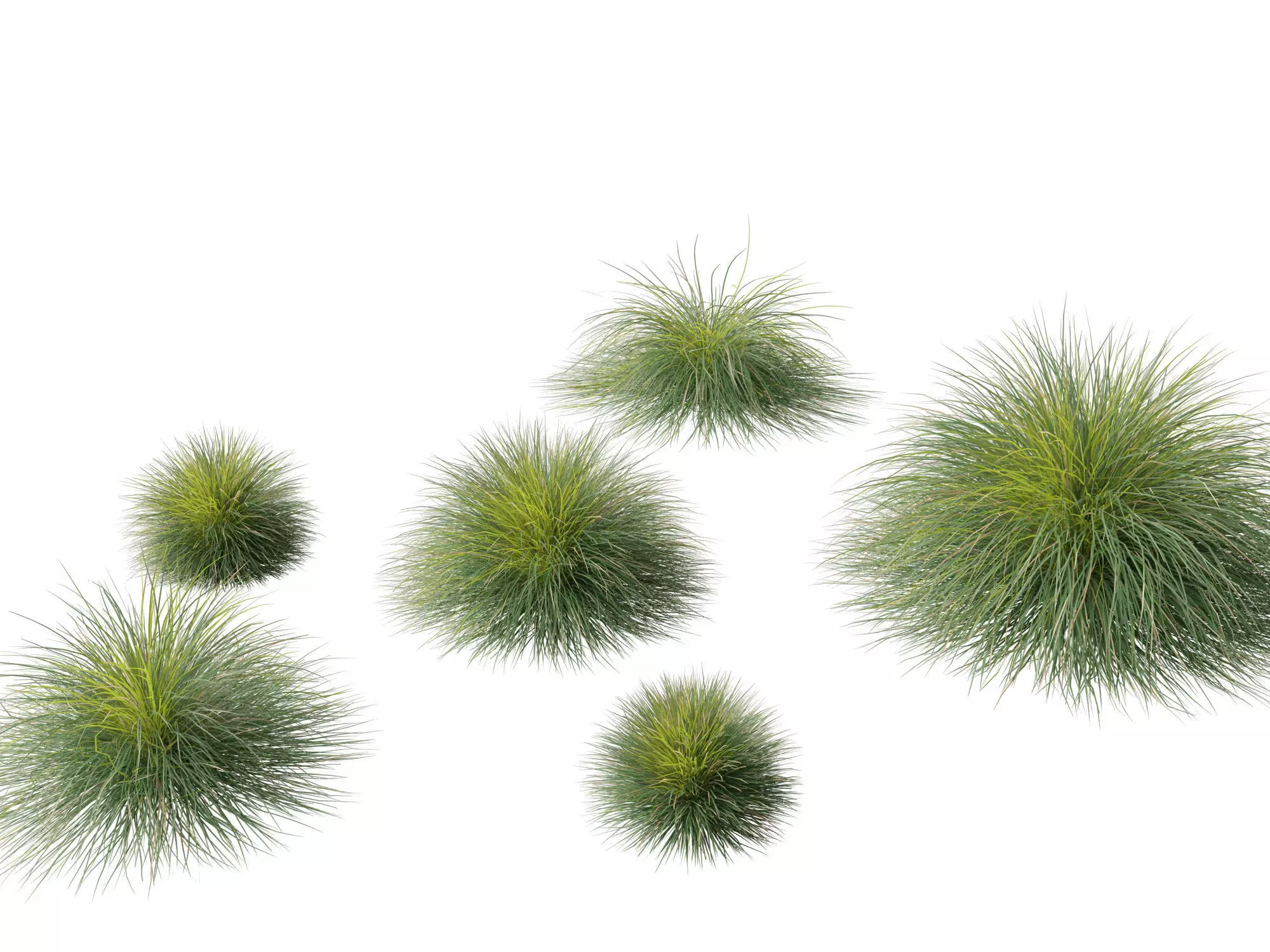 Lomandra confertifolia Seascape - Mat Rush 3D model_0
