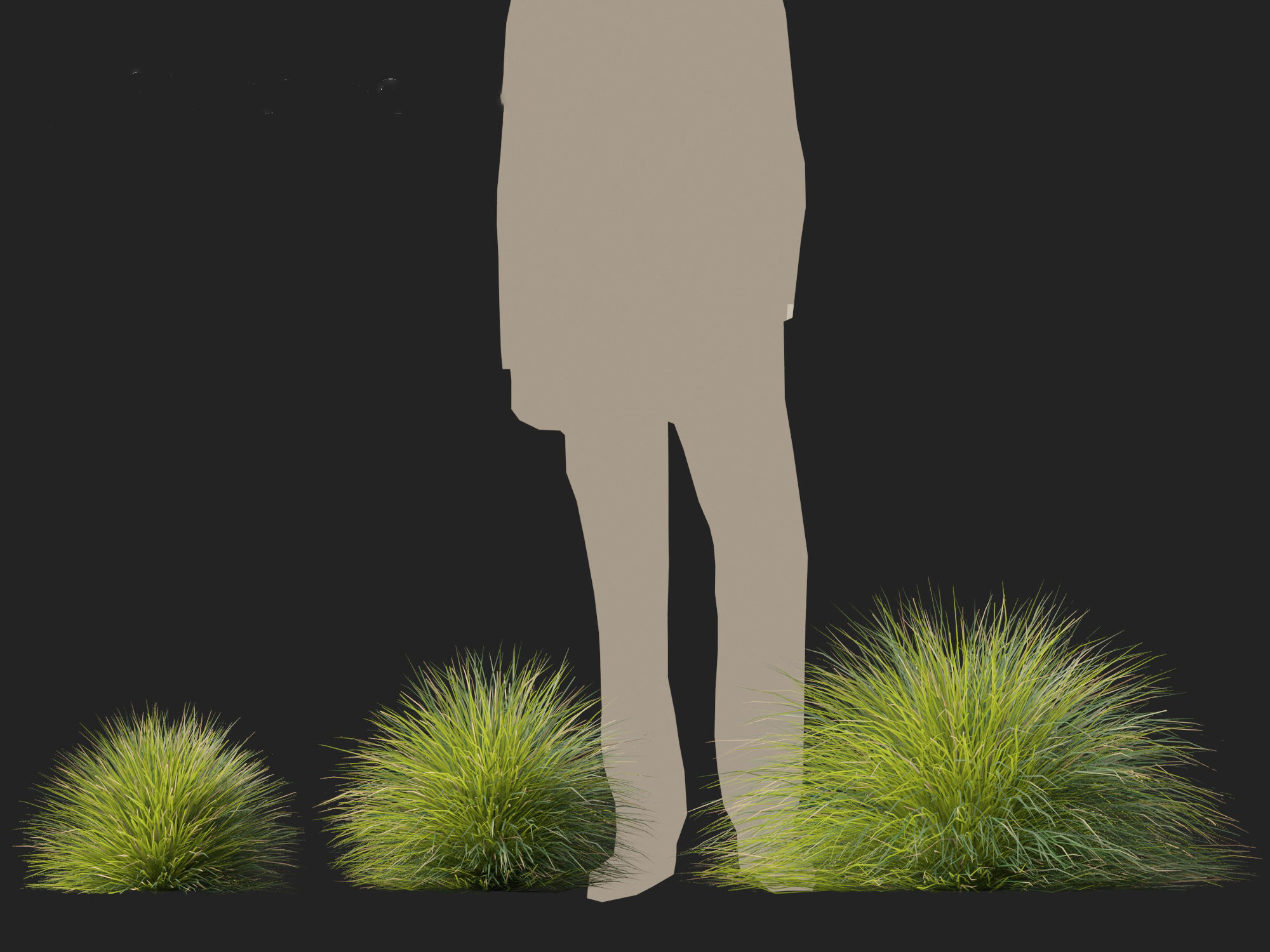 Lomandra confertifolia Seascape - Mat Rush 3D model_4