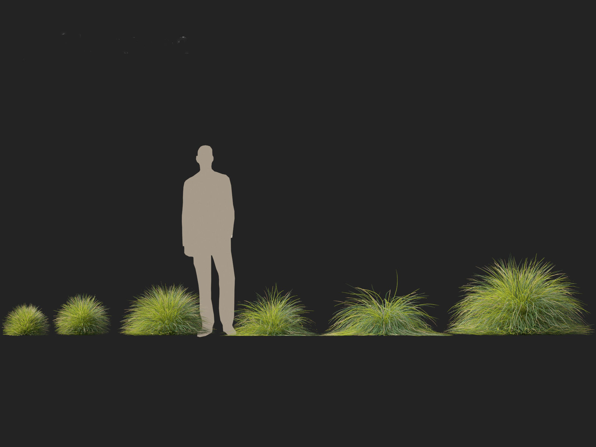 Lomandra confertifolia Seascape - Mat Rush 3D model_2