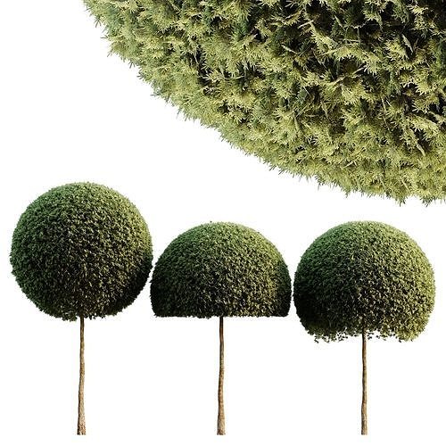 Spherical tree03 3D model