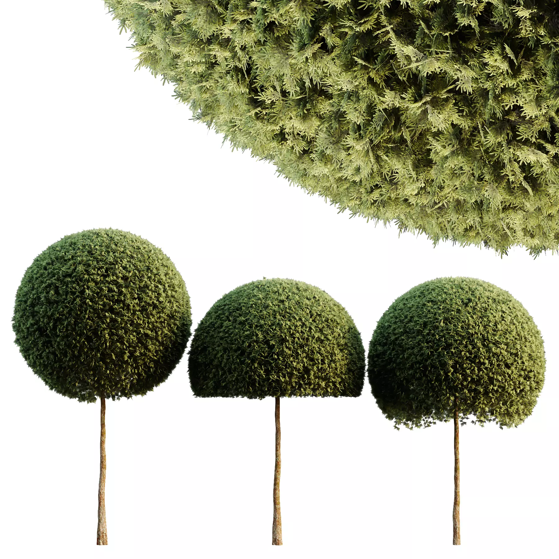 Spherical tree03 3D model