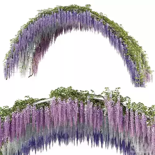Wisteria Tree