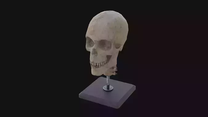 Human Skull
