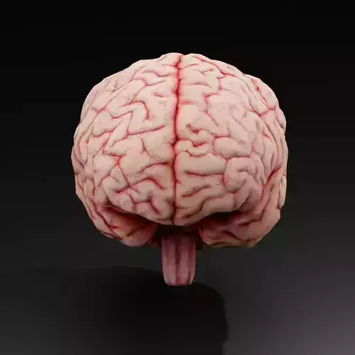 3d Human Brain Model Low Price