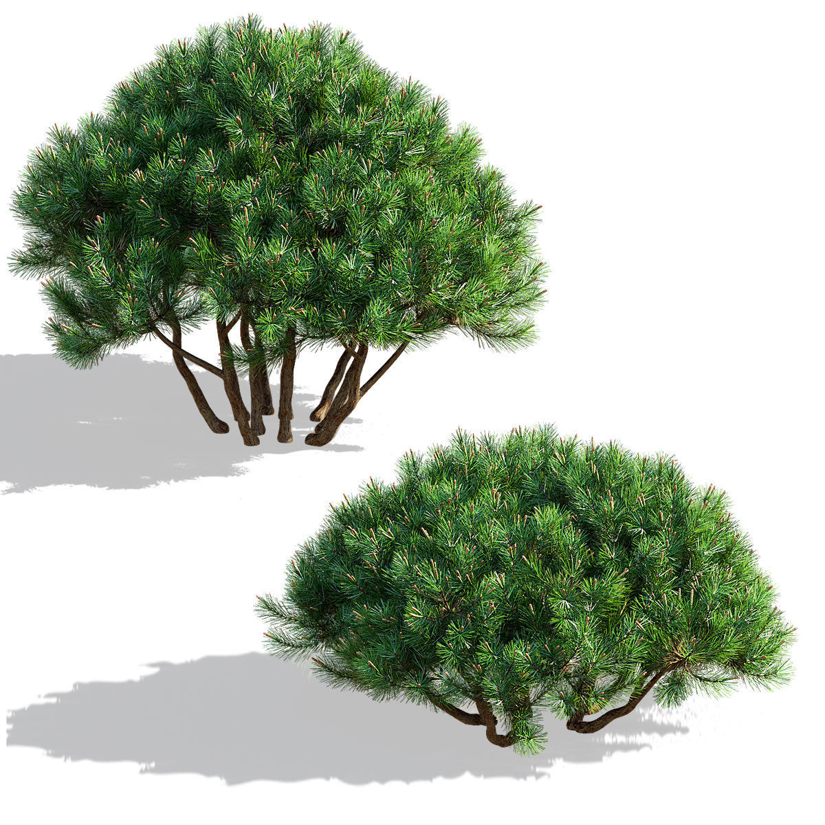 Pinus mugo 3 3D model_2