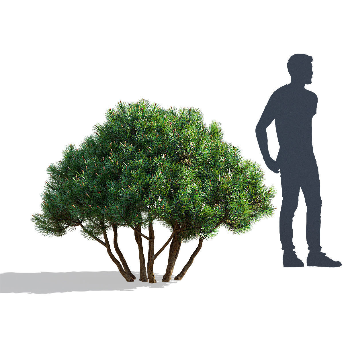 Pinus mugo 3 3D model_3