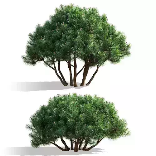 Pinus mugo 3 3D model