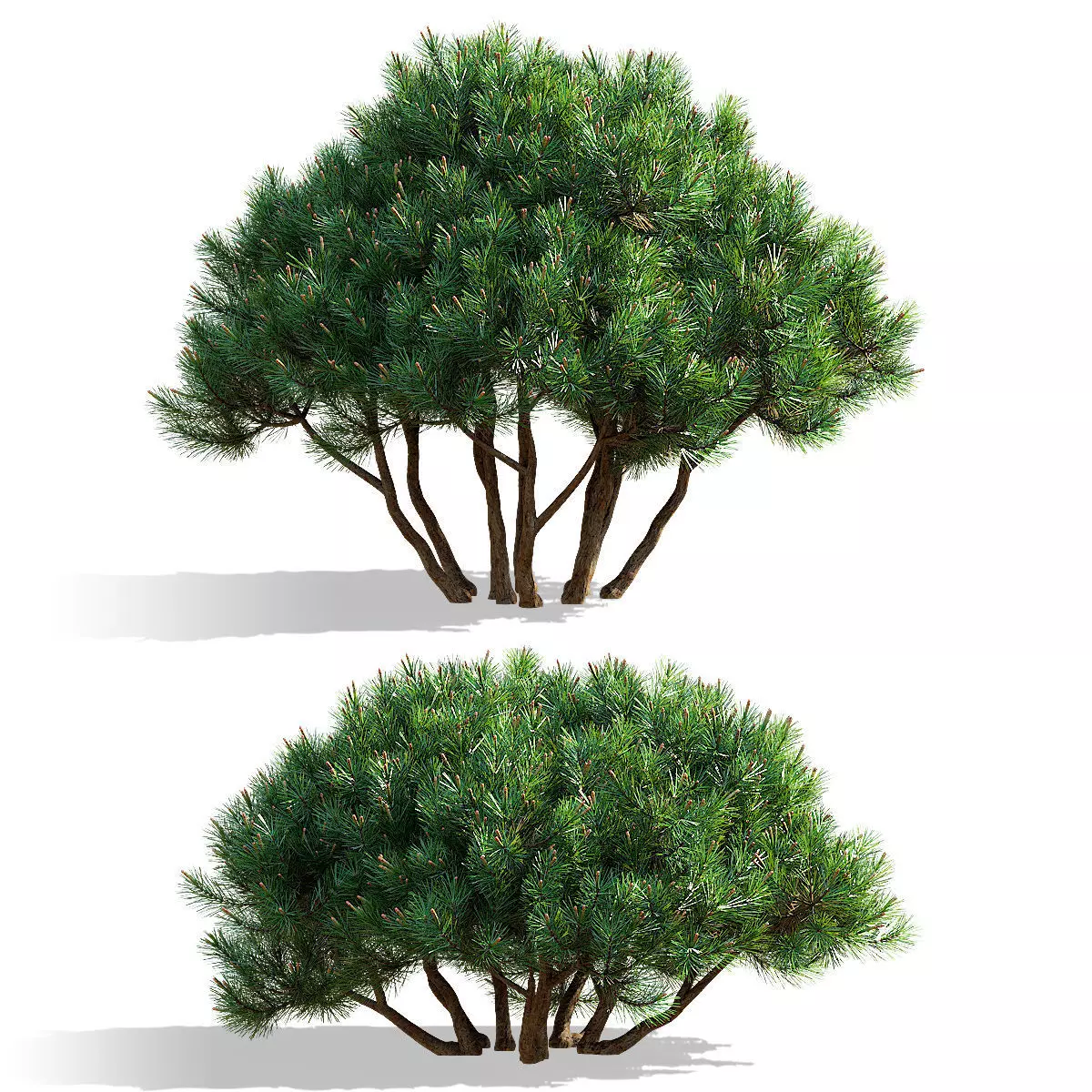 Pinus mugo 3 3D model_0