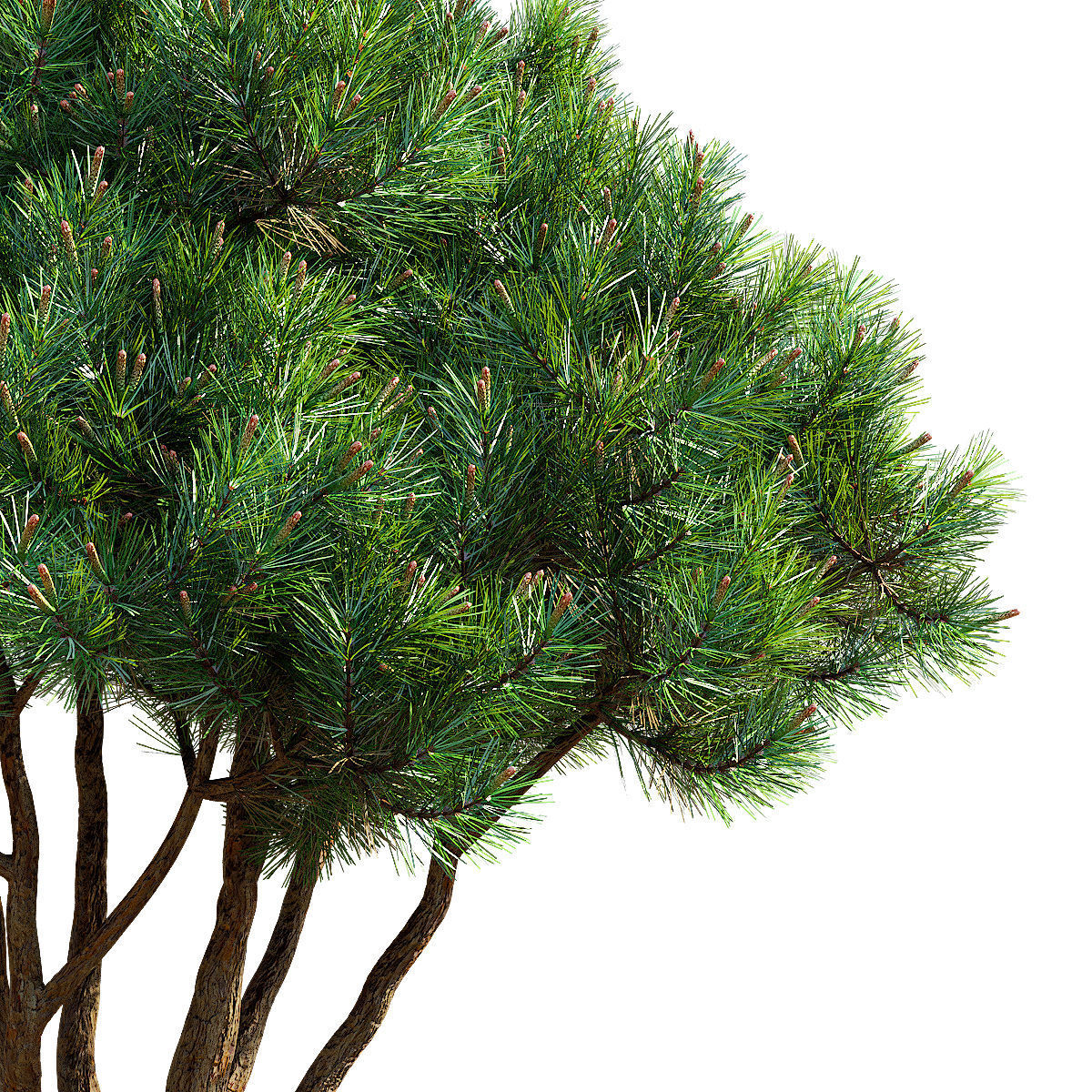 Pinus mugo 3 3D model_1