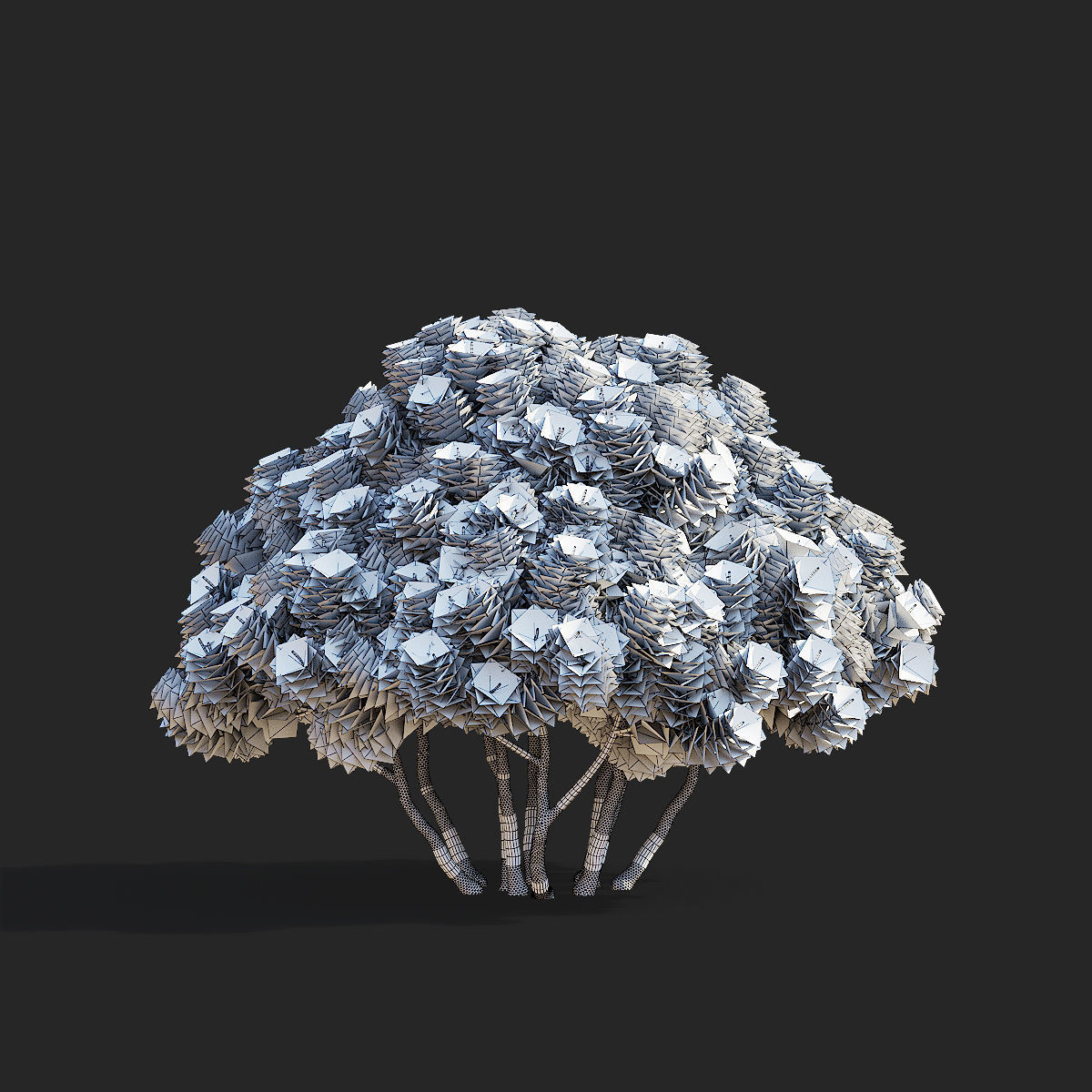 Pinus mugo 3 3D model_7