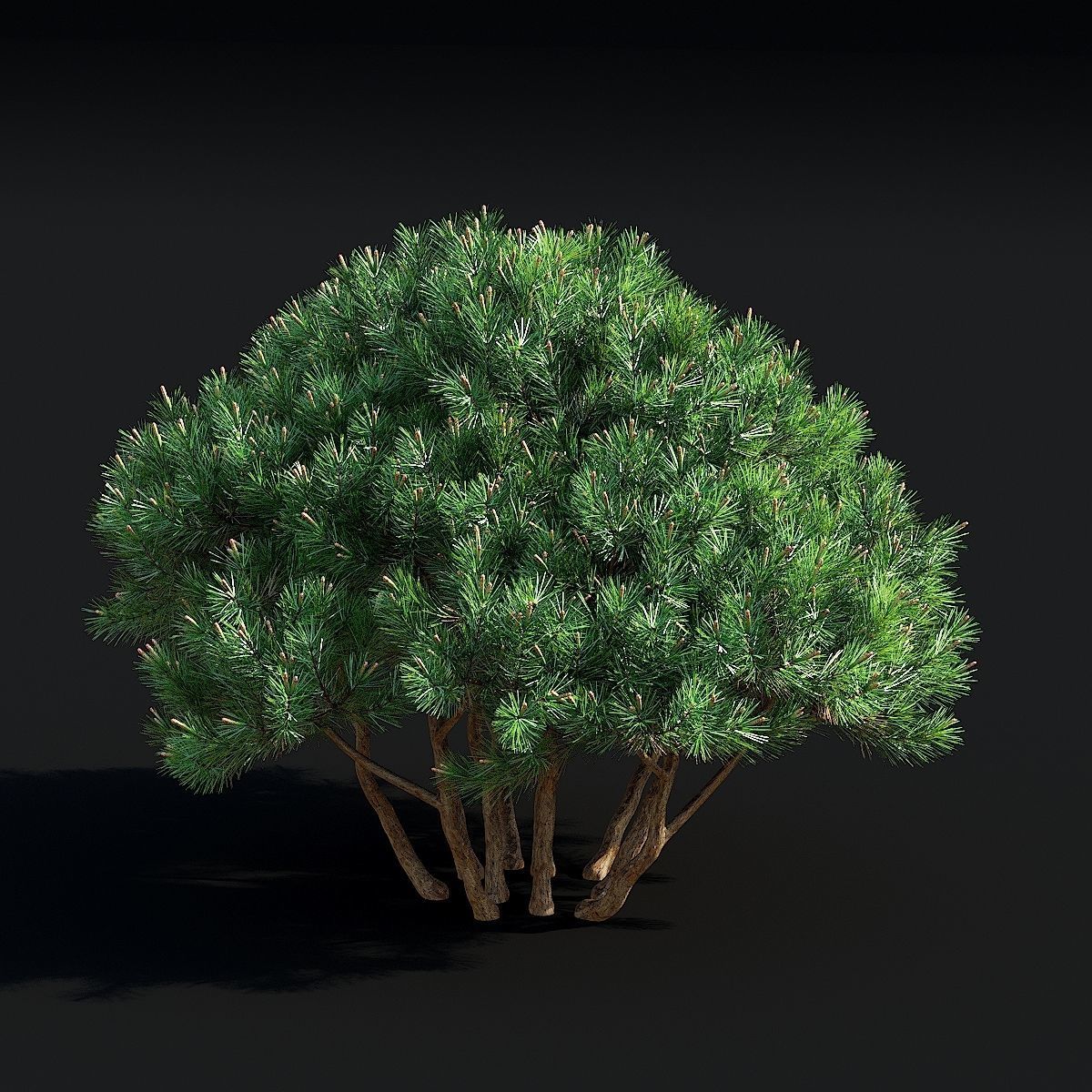 Pinus mugo 3 3D model_5